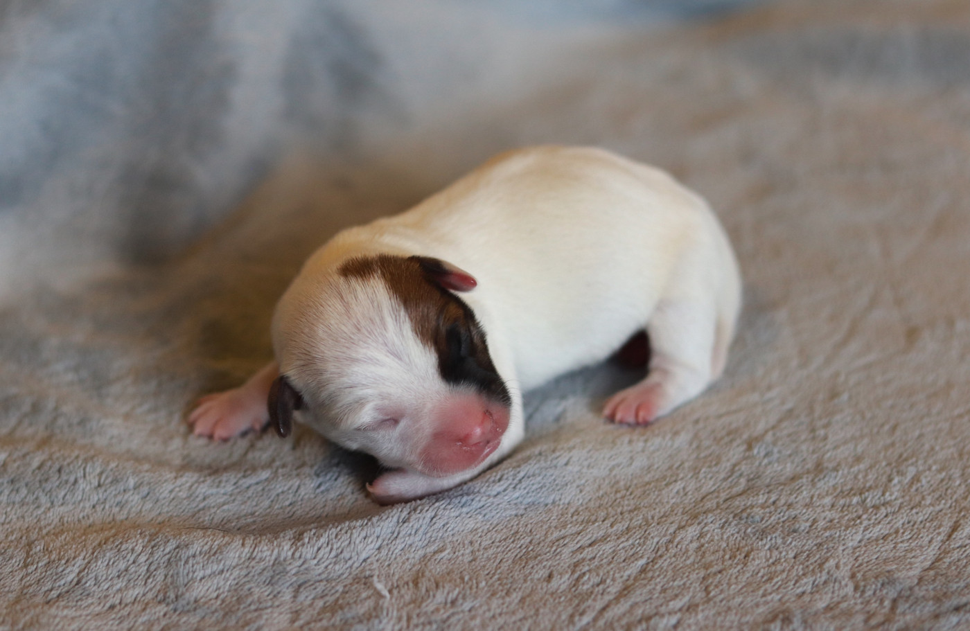 Du Bois De Capsil - Chiots disponibles - Jack Russell Terrier