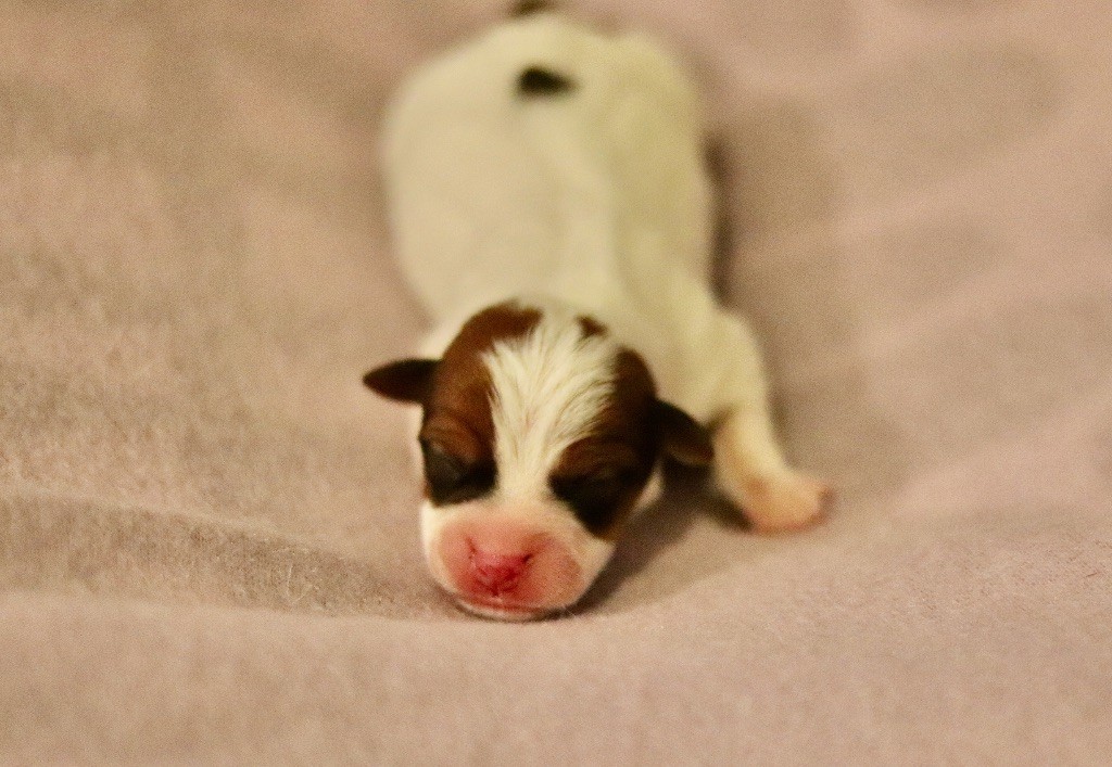 Du Bois De Capsil - Chiots disponibles - Jack Russell Terrier