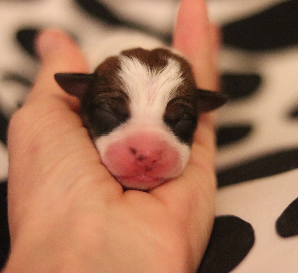 Du Bois De Capsil - Chiots disponibles - Jack Russell Terrier