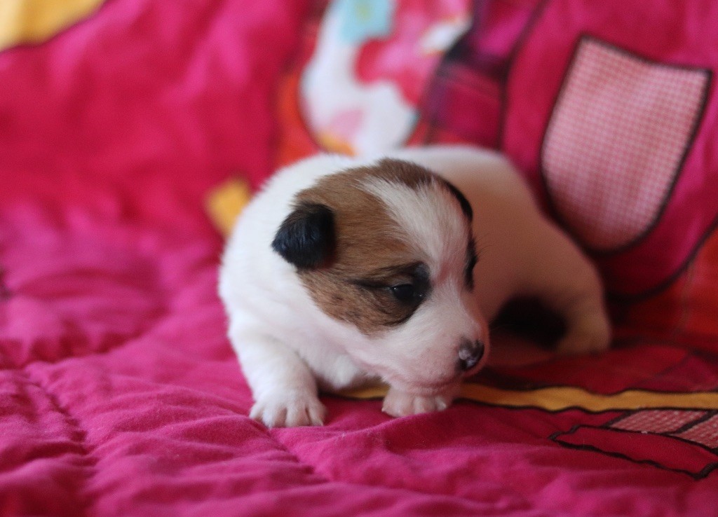 Du Bois De Capsil - Chiots disponibles - Jack Russell Terrier