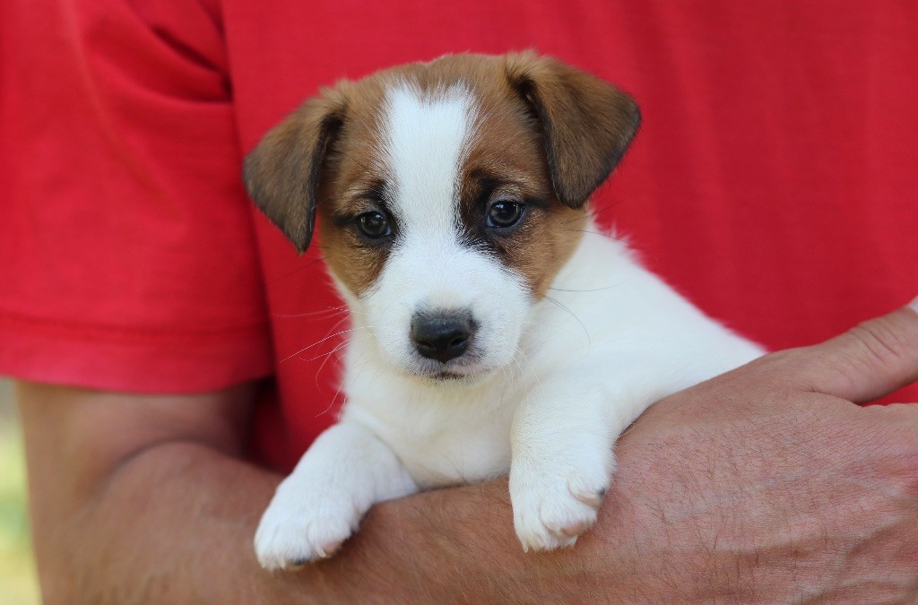 Du Bois De Capsil - Chiots disponibles - Jack Russell Terrier