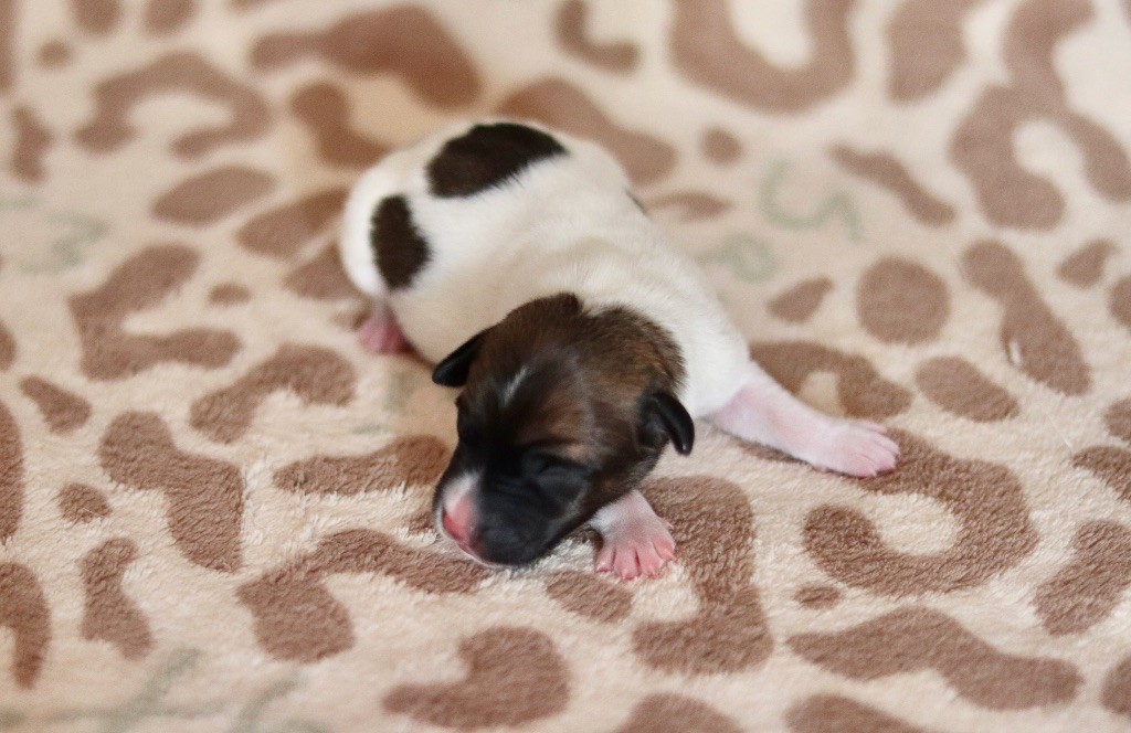Du Bois De Capsil - Chiots disponibles - Jack Russell Terrier