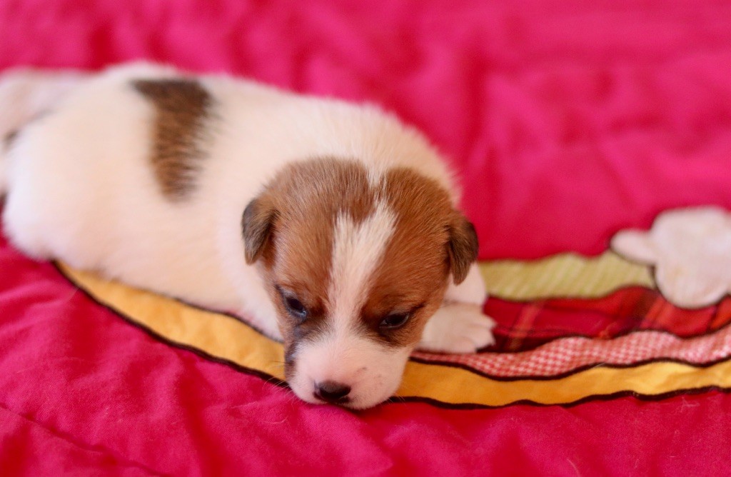 Du Bois De Capsil - Chiots disponibles - Jack Russell Terrier