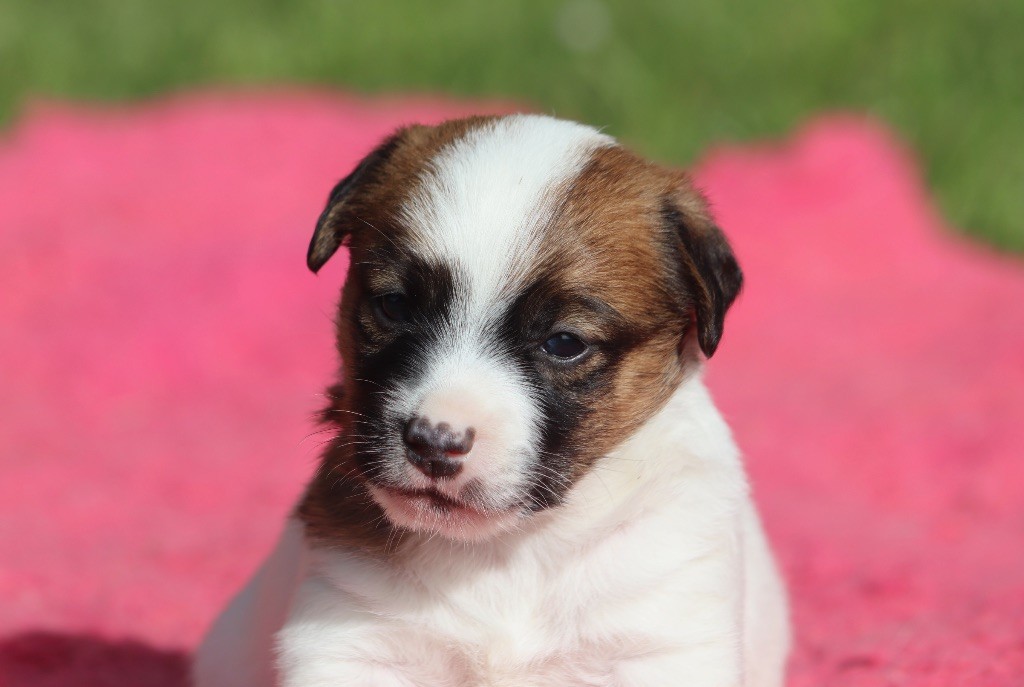 Du Bois De Capsil - Chiots disponibles - Jack Russell Terrier