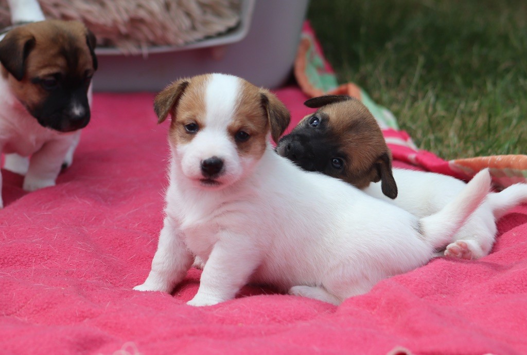 Du Bois De Capsil - Chiots disponibles - Jack Russell Terrier