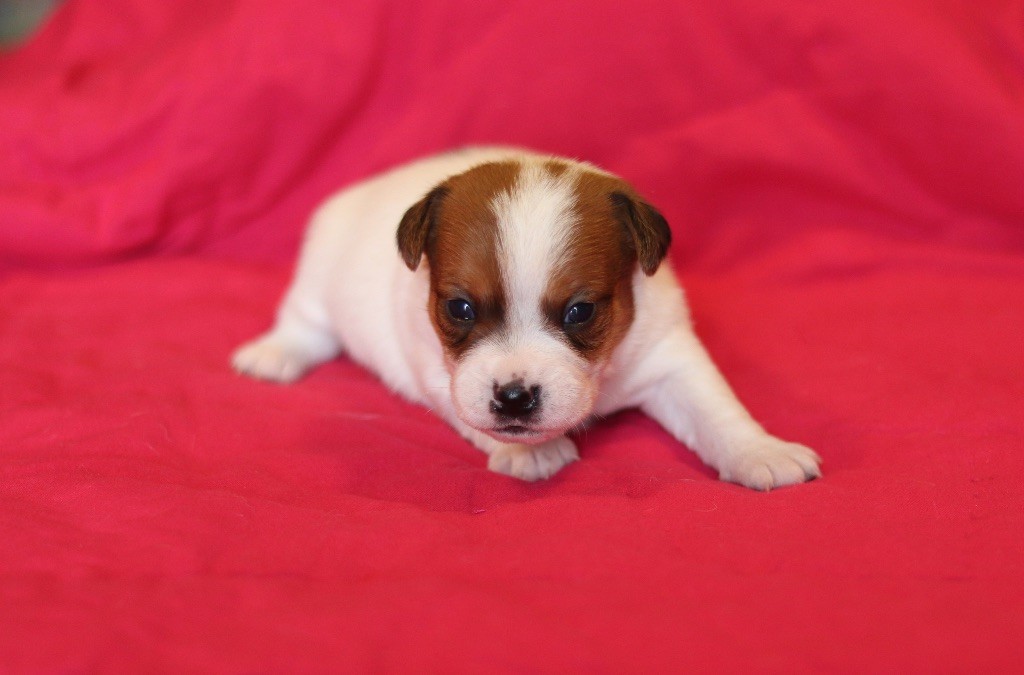 Du Bois De Capsil - Chiots disponibles - Jack Russell Terrier