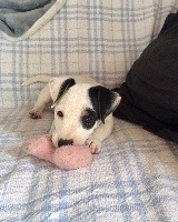 POPPY
