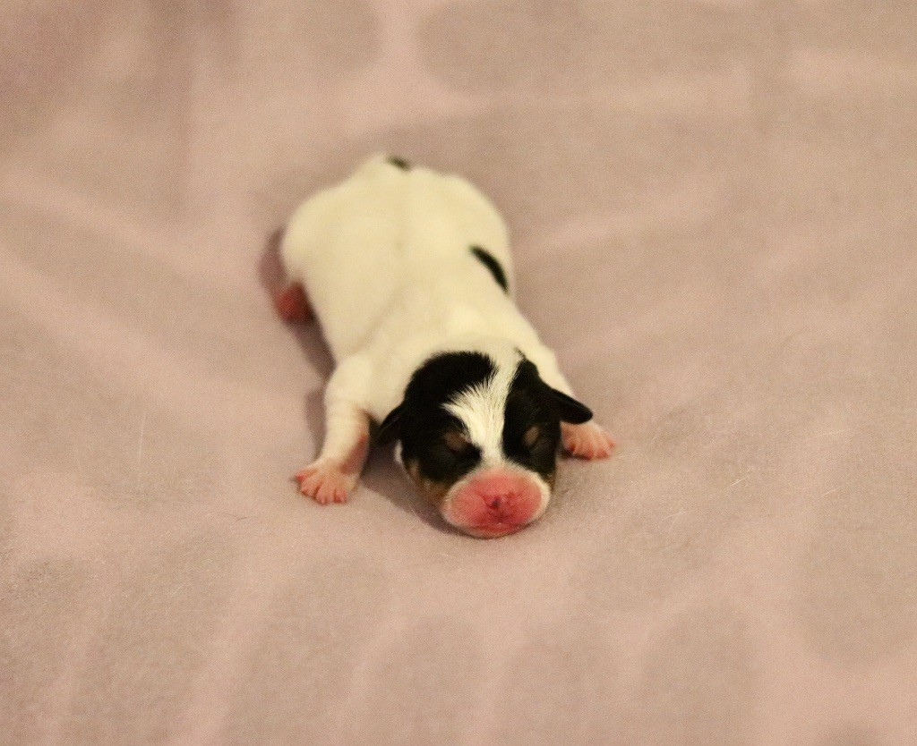 Du Bois De Capsil - Chiots disponibles - Jack Russell Terrier