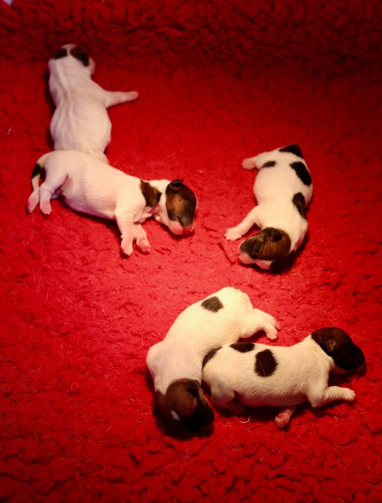 Chiot Jack Russell Terrier Du Bois De Capsil