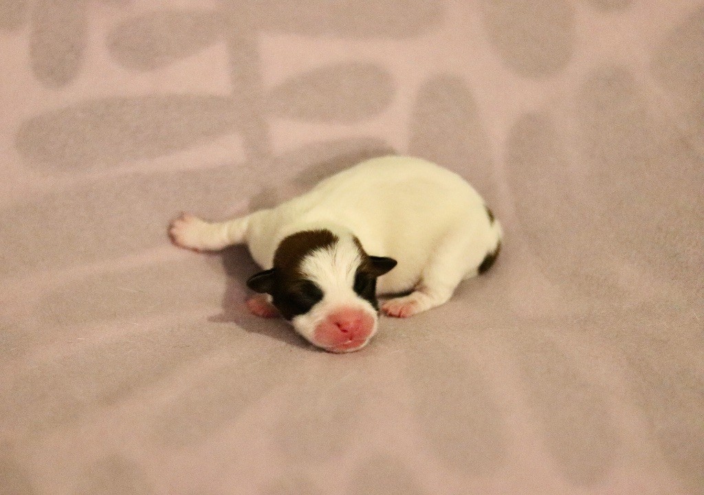 Du Bois De Capsil - Chiots disponibles - Jack Russell Terrier