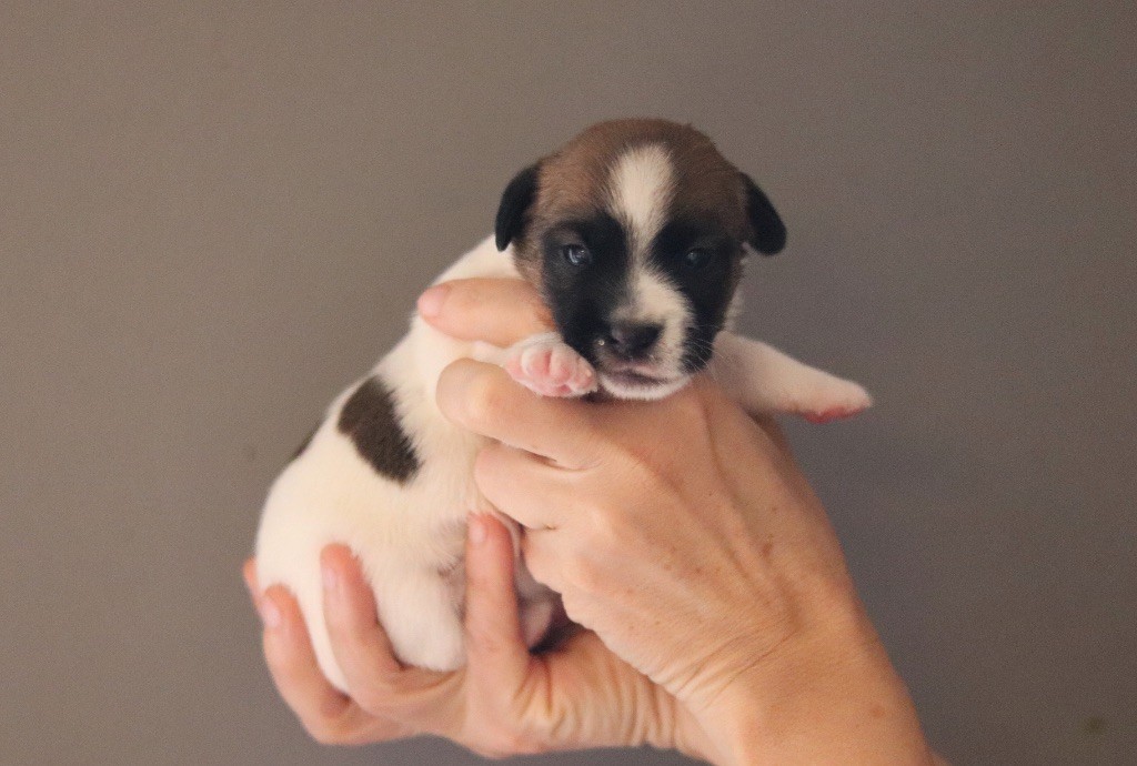Du Bois De Capsil - Chiots disponibles - Jack Russell Terrier
