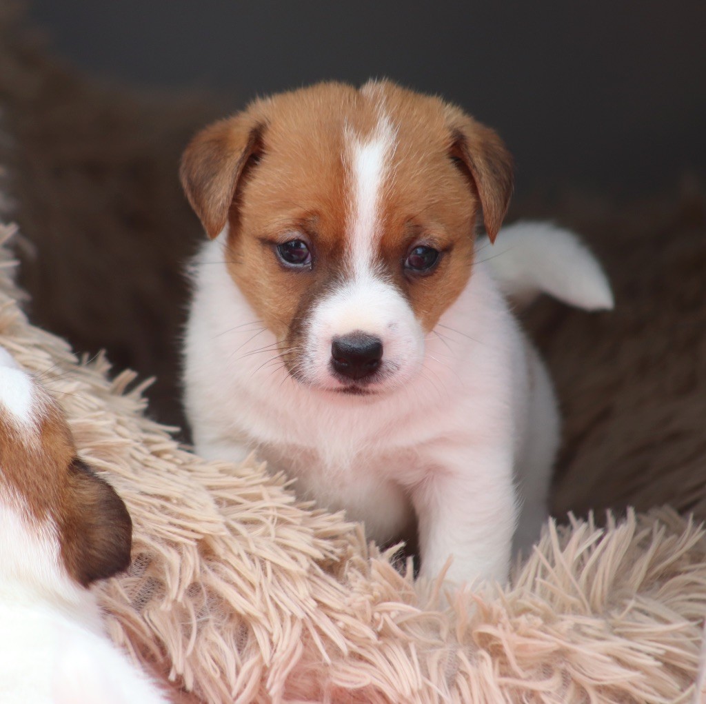 Du Bois De Capsil - Chiots disponibles - Jack Russell Terrier