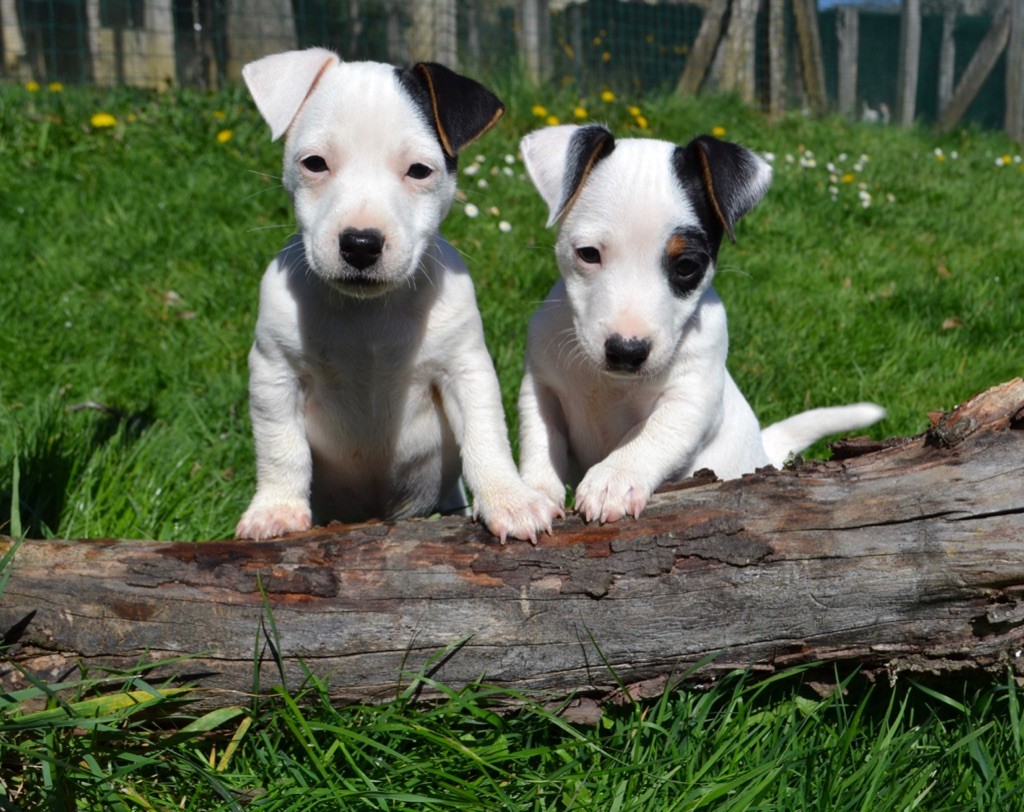 Chiot Jack Russell Terrier Du Bois De Capsil