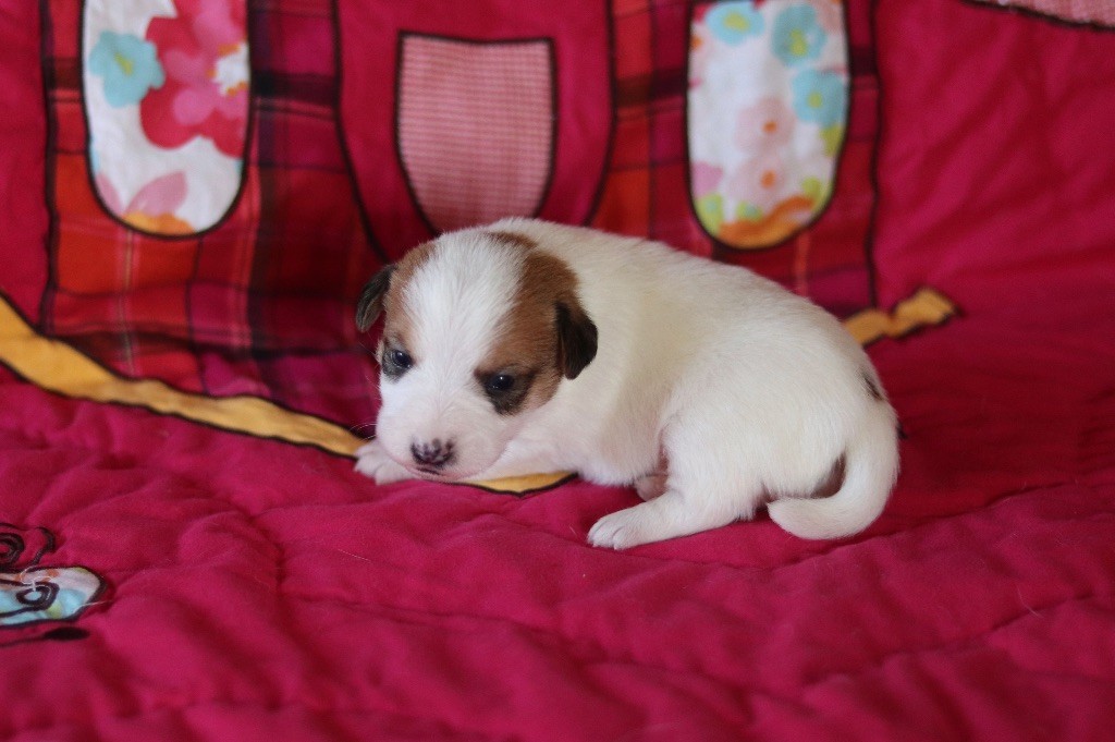Du Bois De Capsil - Chiots disponibles - Jack Russell Terrier