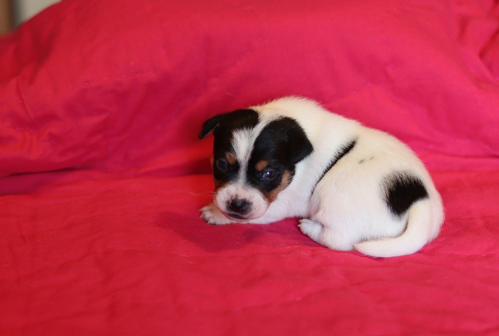 Du Bois De Capsil - Chiots disponibles - Jack Russell Terrier