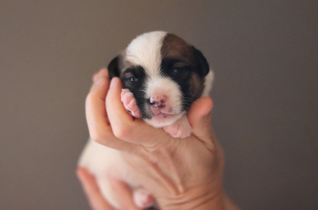 Du Bois De Capsil - Chiots disponibles - Jack Russell Terrier