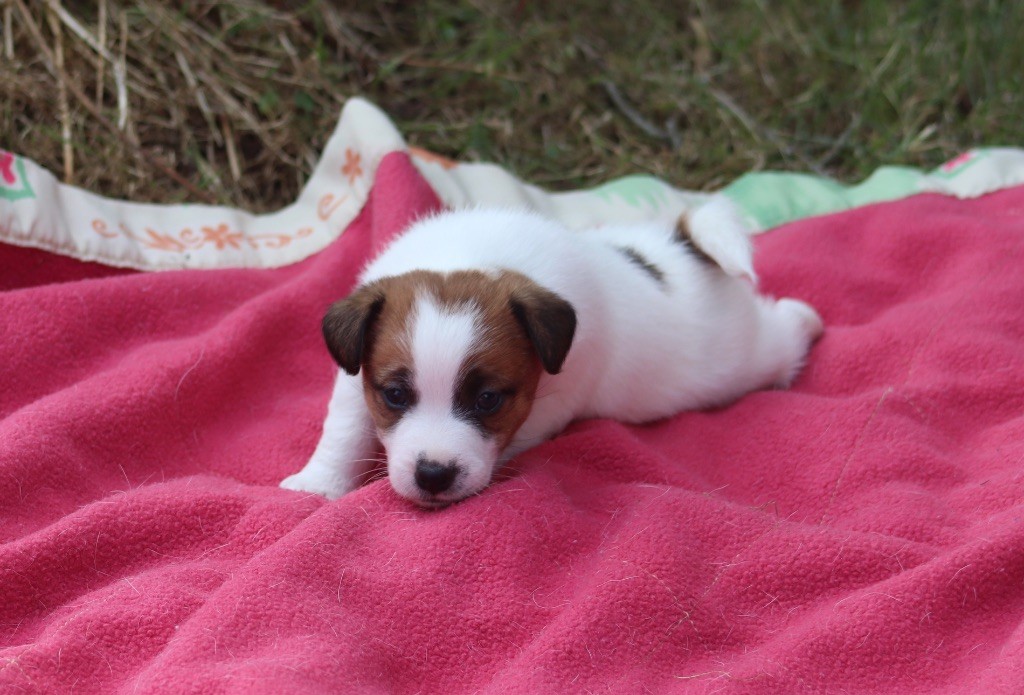 Du Bois De Capsil - Chiots disponibles - Jack Russell Terrier