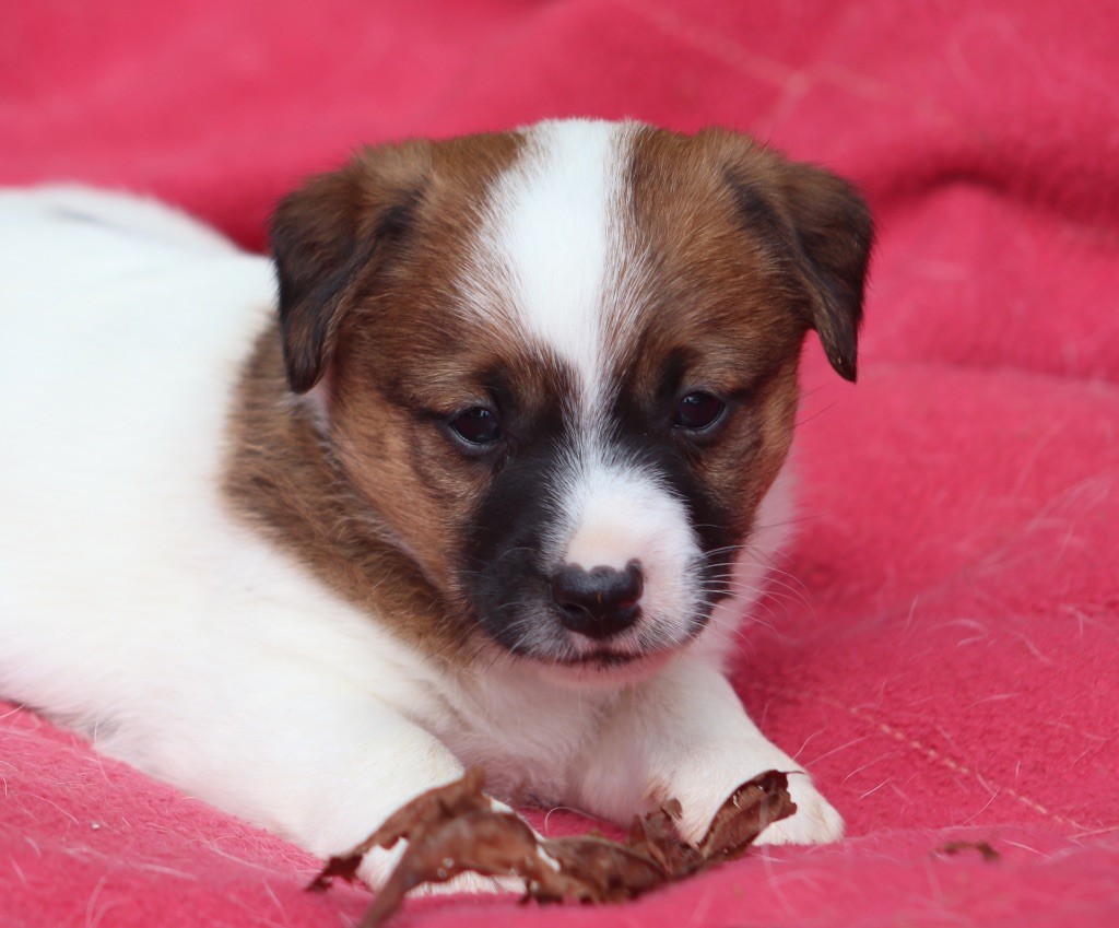 Chiot Jack Russell Terrier Du Bois De Capsil